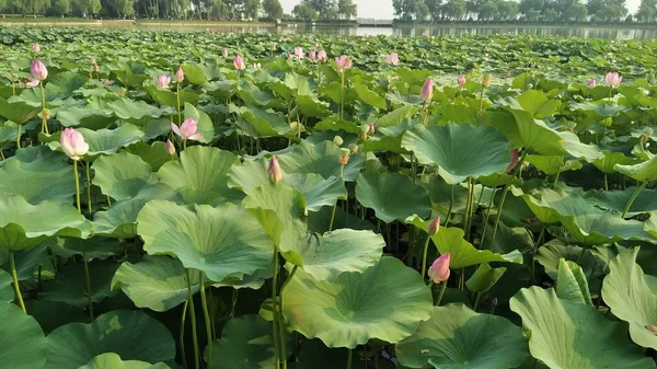 Flor Loto Jardín — Foto de Stock