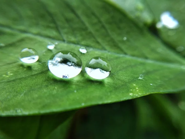 Gocce Acqua Sulla Foglia — Foto Stock