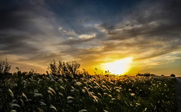 Schöner Sonnenuntergang Über Dem Feld — Stockfoto