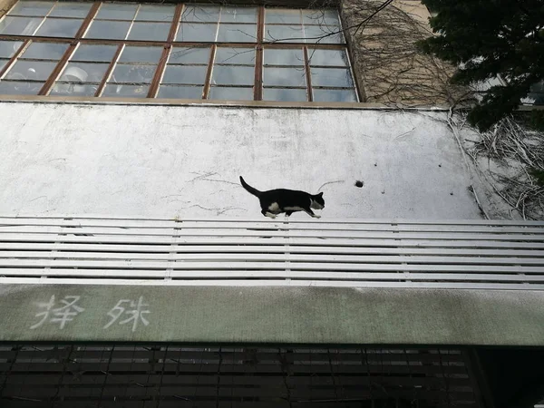 Gato Ciudad — Foto de Stock