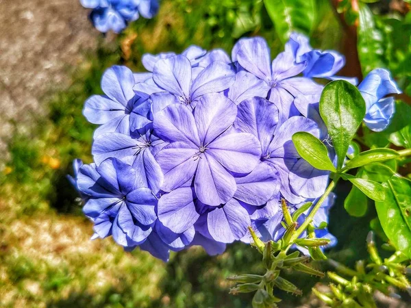 Modrý Květ Zahradě — Stock fotografie