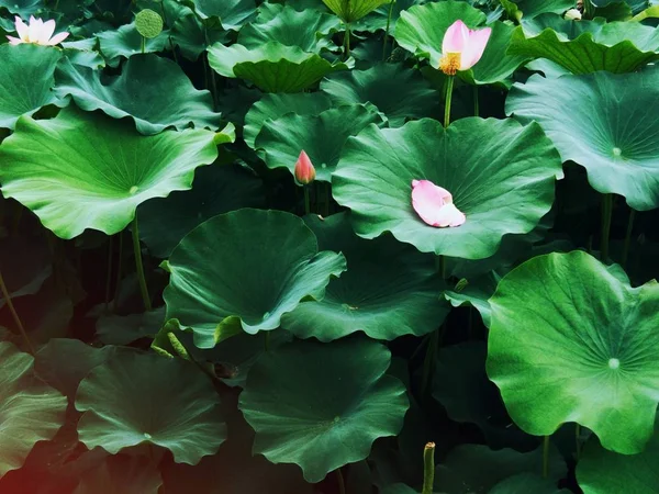 Flor Loto Estanque — Foto de Stock