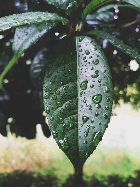 Gotas Agua Hoja Follaje Húmedo — Foto de Stock