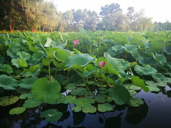 Hermoso Paisaje Con Hojas Verdes — Foto de Stock