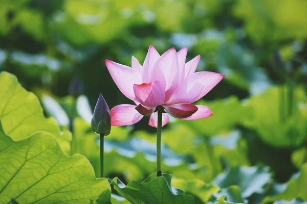 Flor Loto Rosa Estanque — Foto de Stock