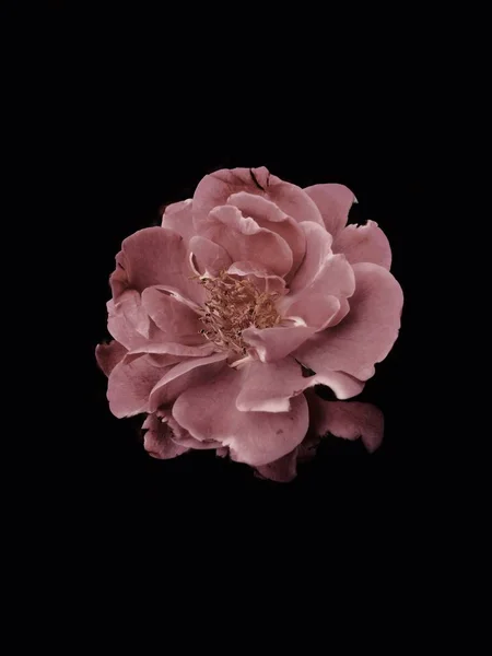 beautiful pink rose on black background