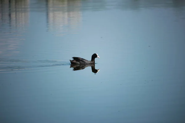 Πάπια Mallard Στη Λίμνη — Φωτογραφία Αρχείου