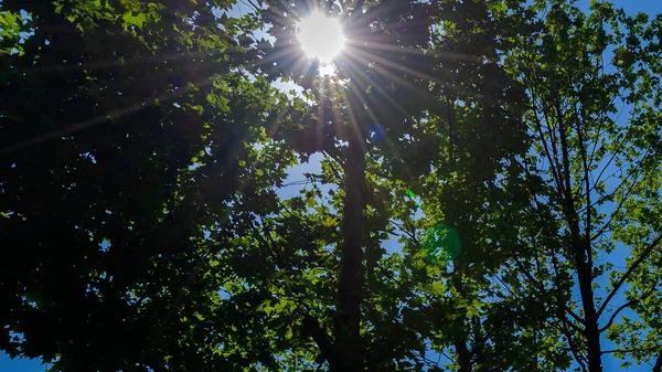 Árboles Verdes Bosque — Foto de Stock