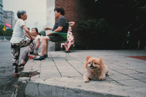 Perro Perros Están Paseando Parque — Foto de Stock