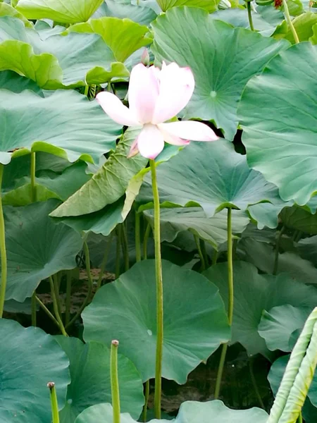 stock image lotus flower in the pond