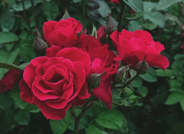 Hermosa Planta Jardín Pétalos Flores — Foto de Stock