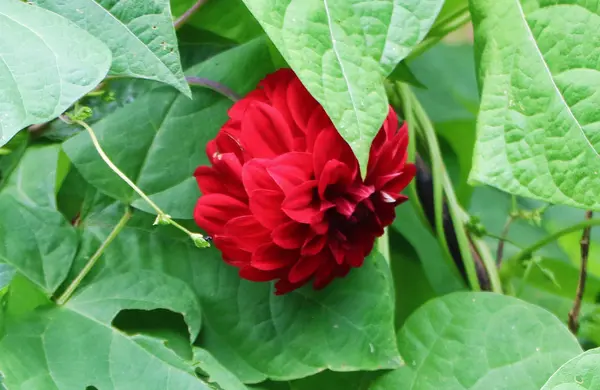 Vacker Botanisk Skott Naturliga Tapeter — Stockfoto