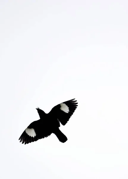 นกท นอย บนพ นหล ขาว — ภาพถ่ายสต็อก