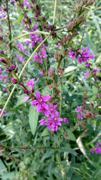 Hermosas Flores Jardín — Foto de Stock