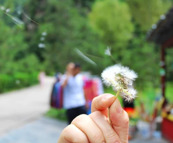 Mujer Sosteniendo Diente León Mano — Foto de Stock