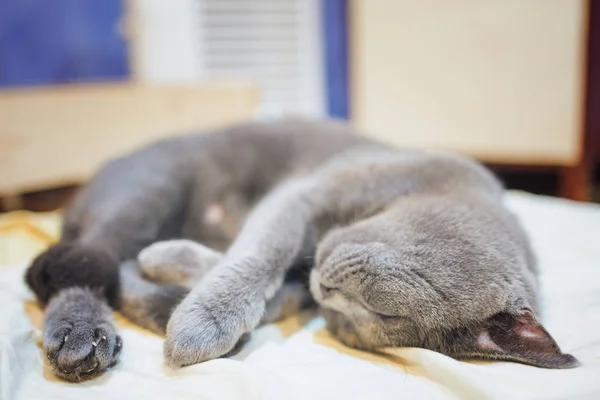 Bonito Dormir Gato Chão — Fotografia de Stock