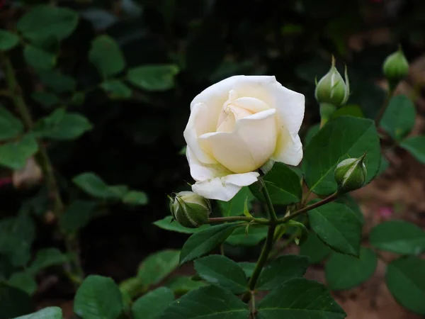 Hermosas Rosas Jardín — Foto de Stock