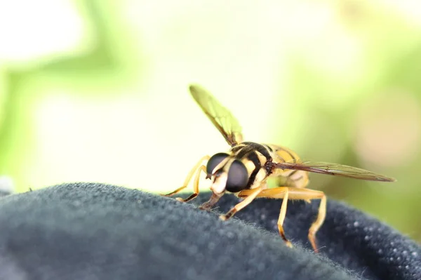 Gros Plan Une Guêpe Sur Une Fleur — Photo