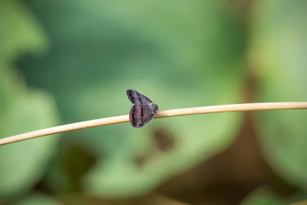 Primer Plano Una Flor Roja — Foto de Stock