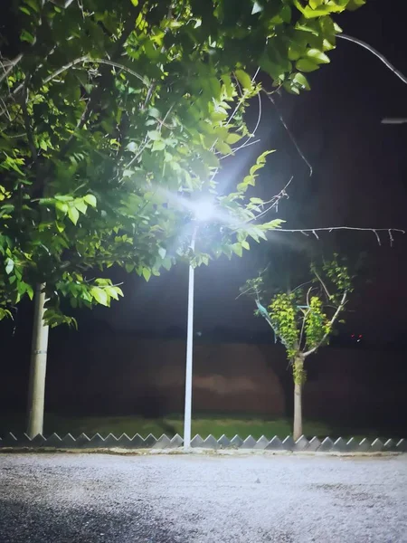 Grüner Baum Park — Stockfoto