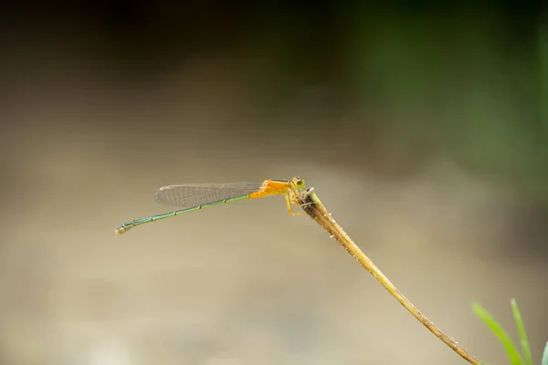 Flora Fauna Insecten Het Wild — Stockfoto