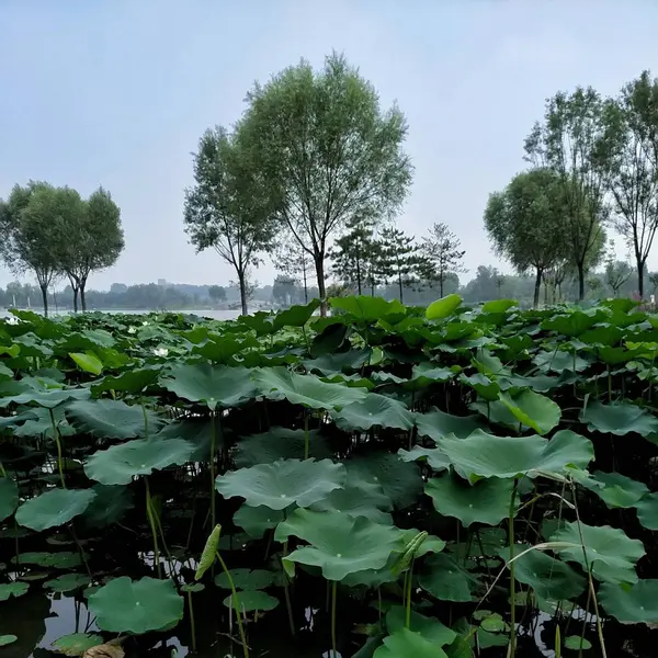 Planta Verde Parque — Foto de Stock