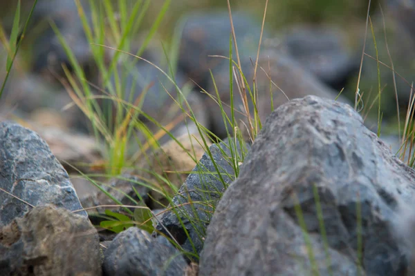 grass in forest, flora and foliage