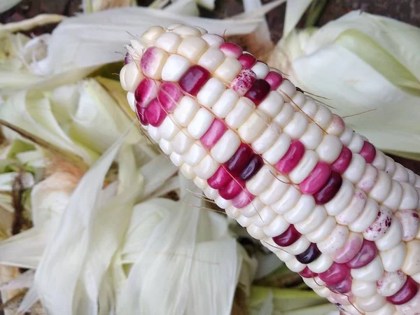 close up of a bunch of red and white corn