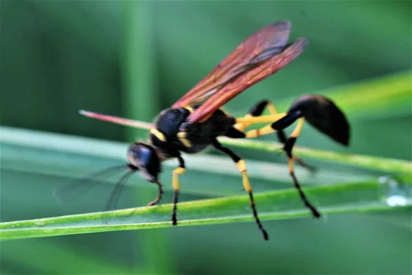 Libellule Sur Une Feuille — Photo