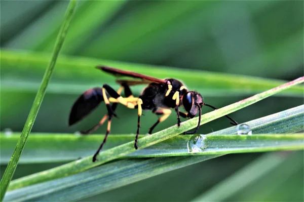 Une Sorte Insectes Nommé Insecte — Photo