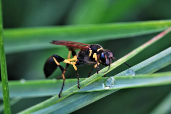 Böcek Adında Bir Tür Böcek — Stok fotoğraf