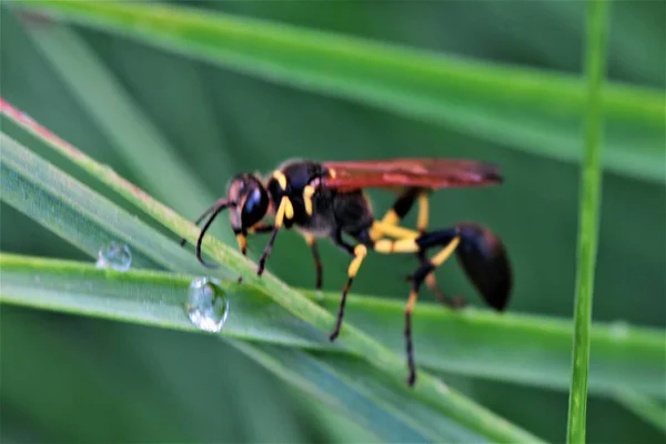 Gros Plan Une Mouche Sur Une Feuille — Photo