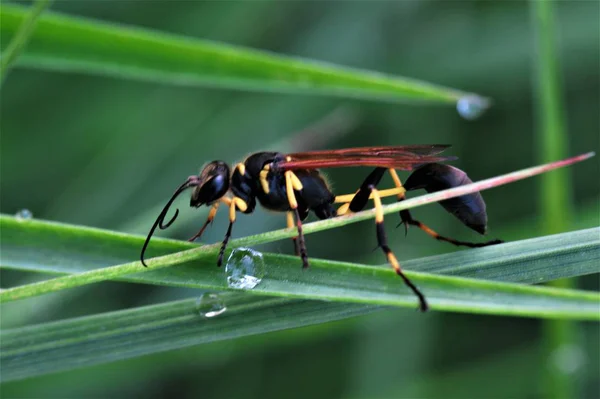 Böceklere Yakın Doğa Faunası — Stok fotoğraf