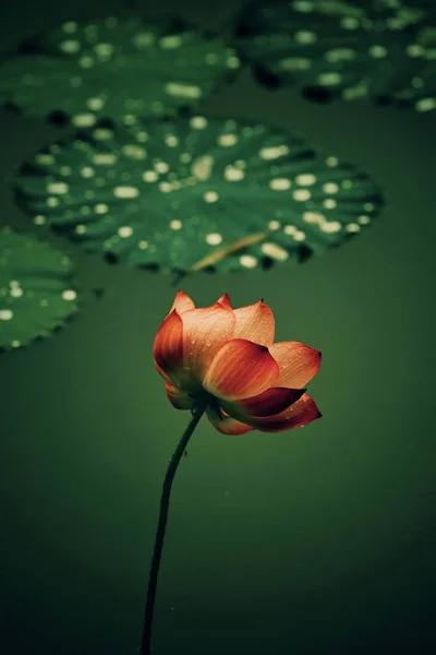 Bela Flor Lótus Rosa Fundo Verde — Fotografia de Stock