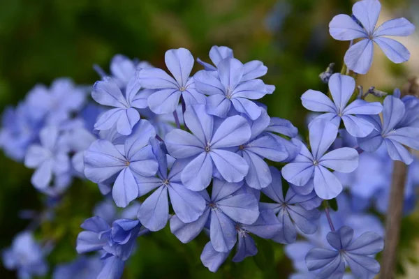 Krásné Květy Okvětní Lístky Flóra — Stock fotografie