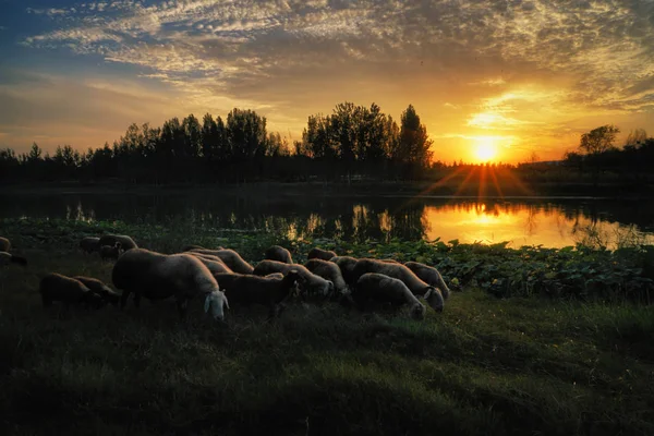 Hermoso Paisaje Con Una Manada Caballos Campo —  Fotos de Stock