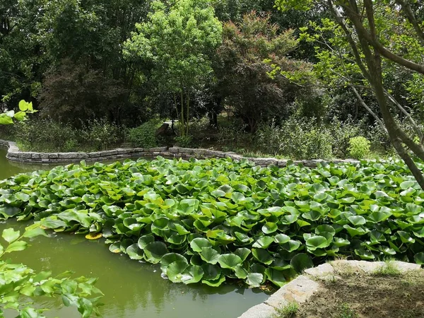 Jardín Verde Parque — Foto de Stock