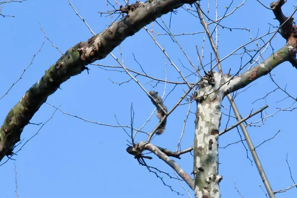 tree branches in forest, flora and nature