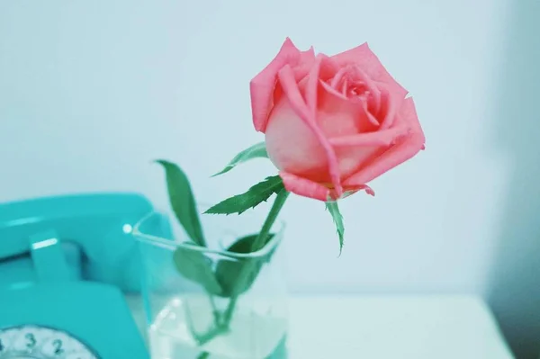 Rosa Rosa Hermosa Sobre Fondo Blanco — Foto de Stock