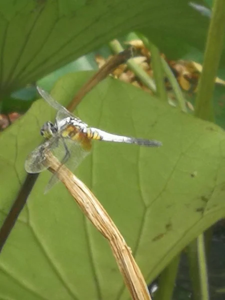 Flora Und Fauna Insekten — Stockfoto