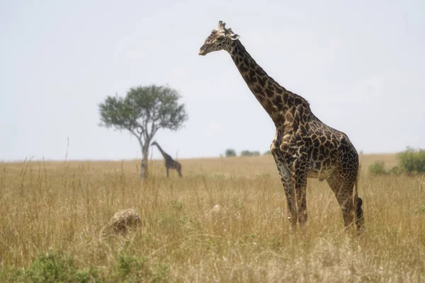 Giraffe Dieren Flora Fauna — Stockfoto