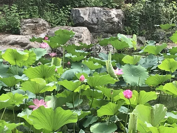 Flor Loto Jardín — Foto de Stock