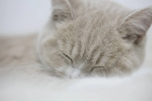 Gato Bonito Dormindo Cama — Fotografia de Stock