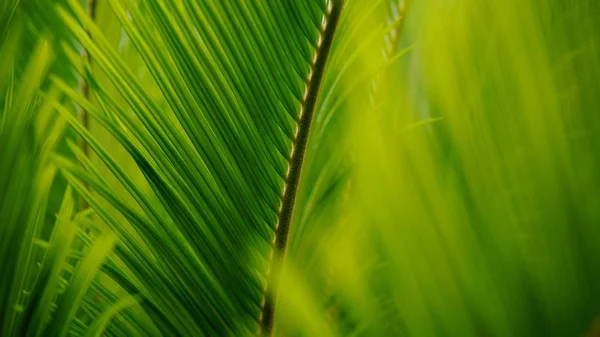 Hojas Florales Verdes Naturaleza Flora Fauna — Foto de Stock