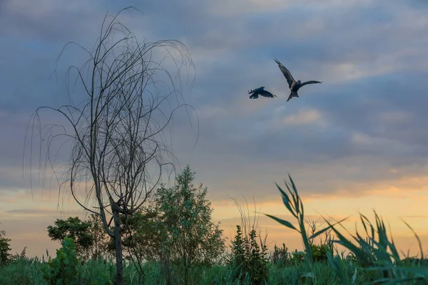 Una Bandada Aves Volando Cielo — Foto de Stock