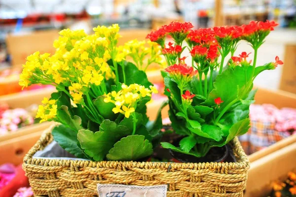 basket with flowers in a wicker baskets