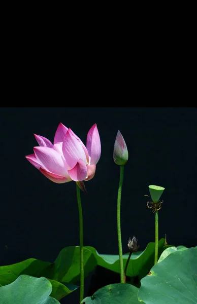 beautiful pink lotus flower on black background