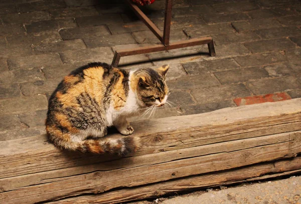 Gato Sentado Suelo — Foto de Stock