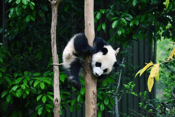 Panda Faunei Sălbatice Ursul Panda Animal Grădina Zoologică — Fotografie, imagine de stoc