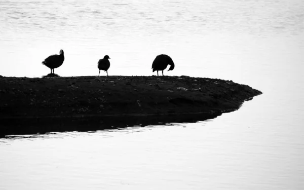 Silueta Una Gaviota Playa — Foto de Stock